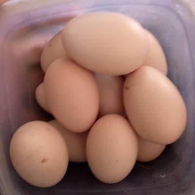 HEERA ASEEL WHITE NOCK NALI FERTILE EGGS FOR SALE