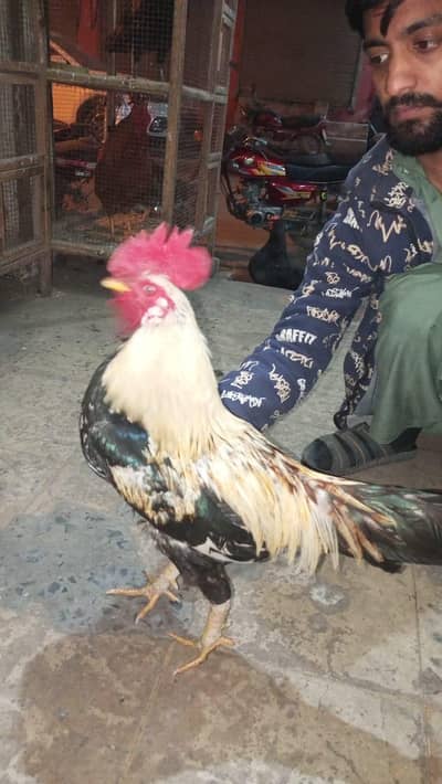 DESI BEAUTIFUL MURGA AVAILABLE. .