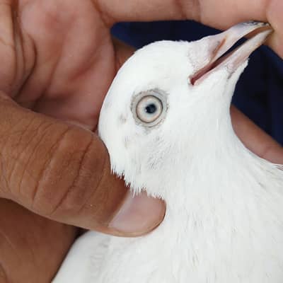 kaldumay kaboter available