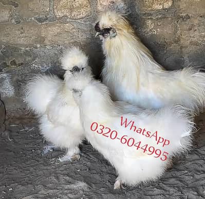 White Silkie Fancy Hens For Sale