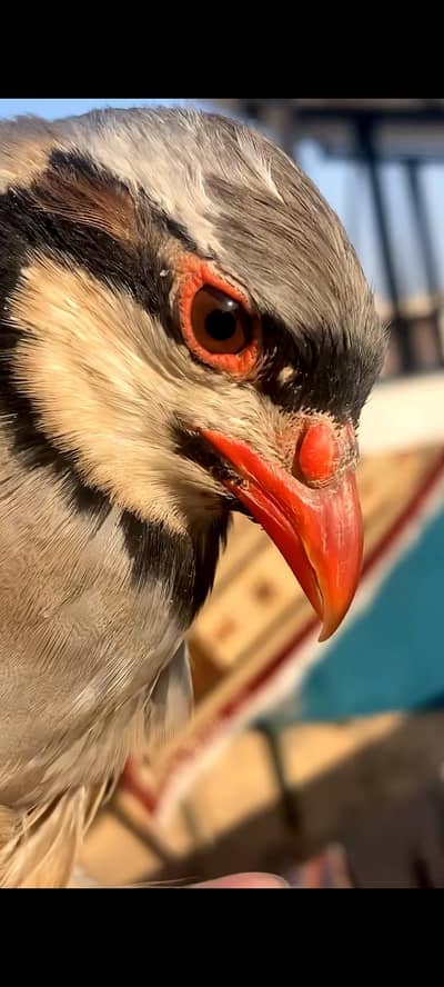 khista awazona ka we zwan bachai dy