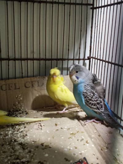 Red eyes hogoromo  patthe 3k each piece