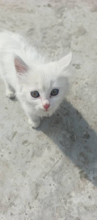 percian female baby cat available for sale
