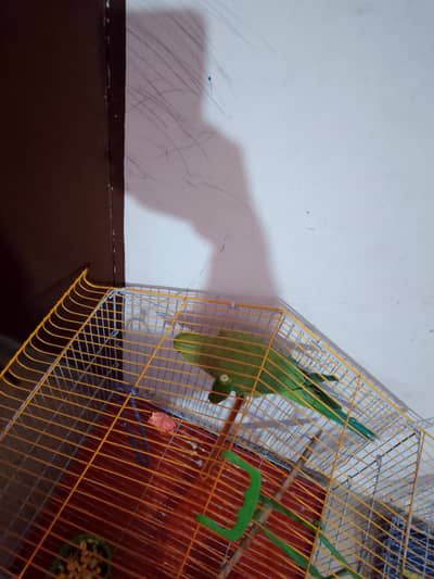 Ringneck parrot male