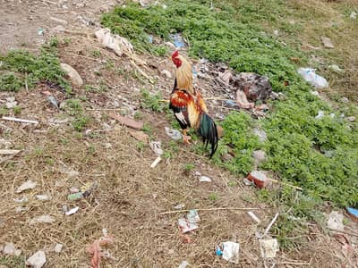 ssssssssssdddddddddddddddddd