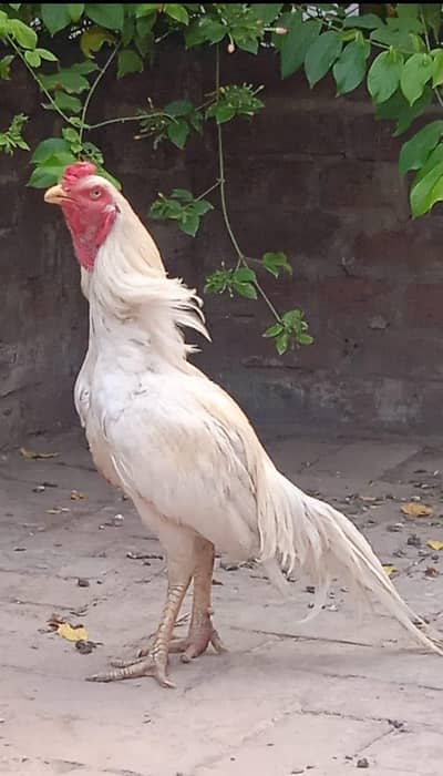 Heera aseel Breeder 1 Saal 7 month