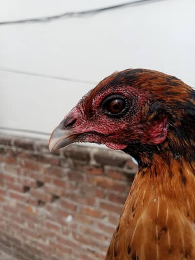 dragon female out class standing pela colour exchange posible