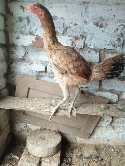 thai cross murgi 03209745706