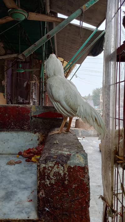 whirt murha for sale