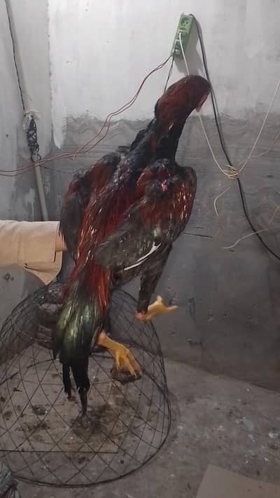 MashAllah Pure Lakha patha  7 months age patha active and healthy