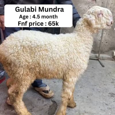 Bakra | teddy bakra |Tapra bakra | desi bakra | sheep | Chatra |mundra