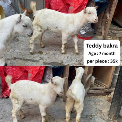 Bakra | teddy bakra |Tapra bakra | desi bakra | sheep | Chatra |mundra