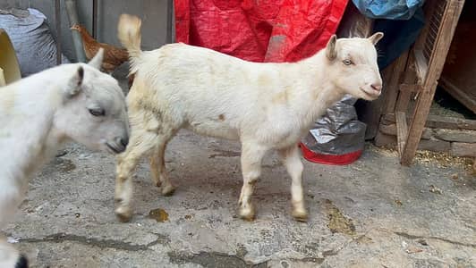 Bakra | teddy bakra | Gulabi Teddy bakra |teedy goat male | 2 bakra