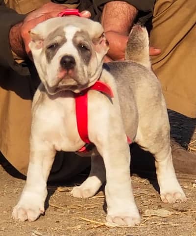 Alabai dabal Hadi havey bone stacture security dogs for sale