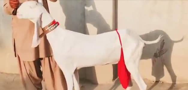 do bacchon wali Rajan puri bakri for sale call on 03269540717