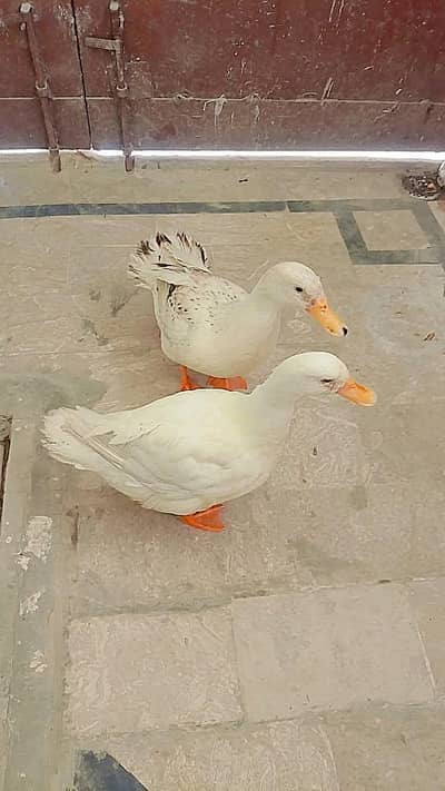 White Duck Pair