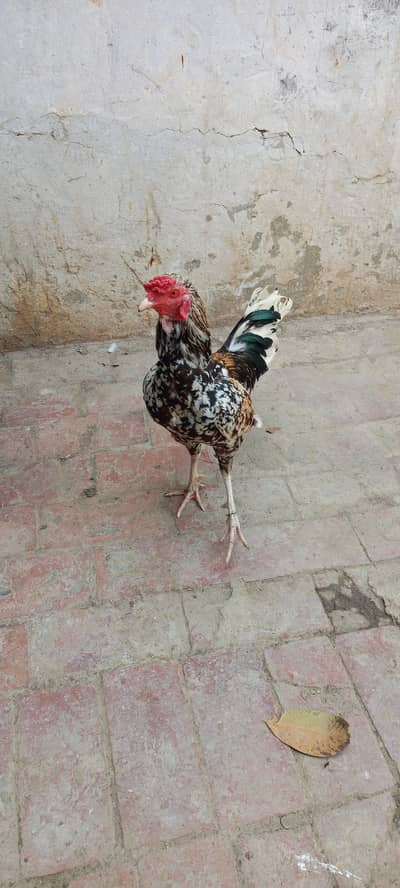 Aseel Murge available for sale Whatsapp Contact 0328-4527540