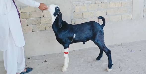 Bakra for sale call me 03460423873