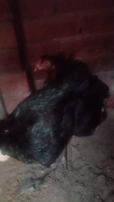 Kurak Aseel Madi For Sale