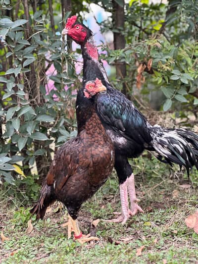 aseel high quality Lasani pair