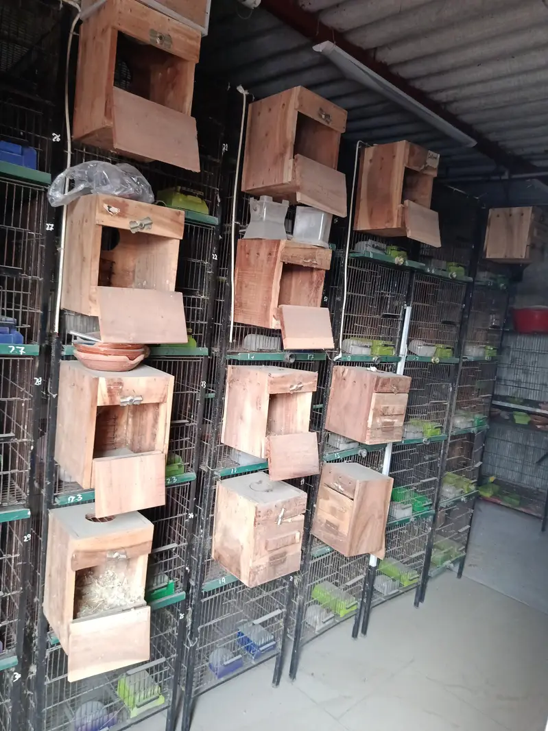 Birds Cages