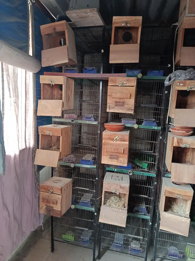Birds Cages — photo 2
