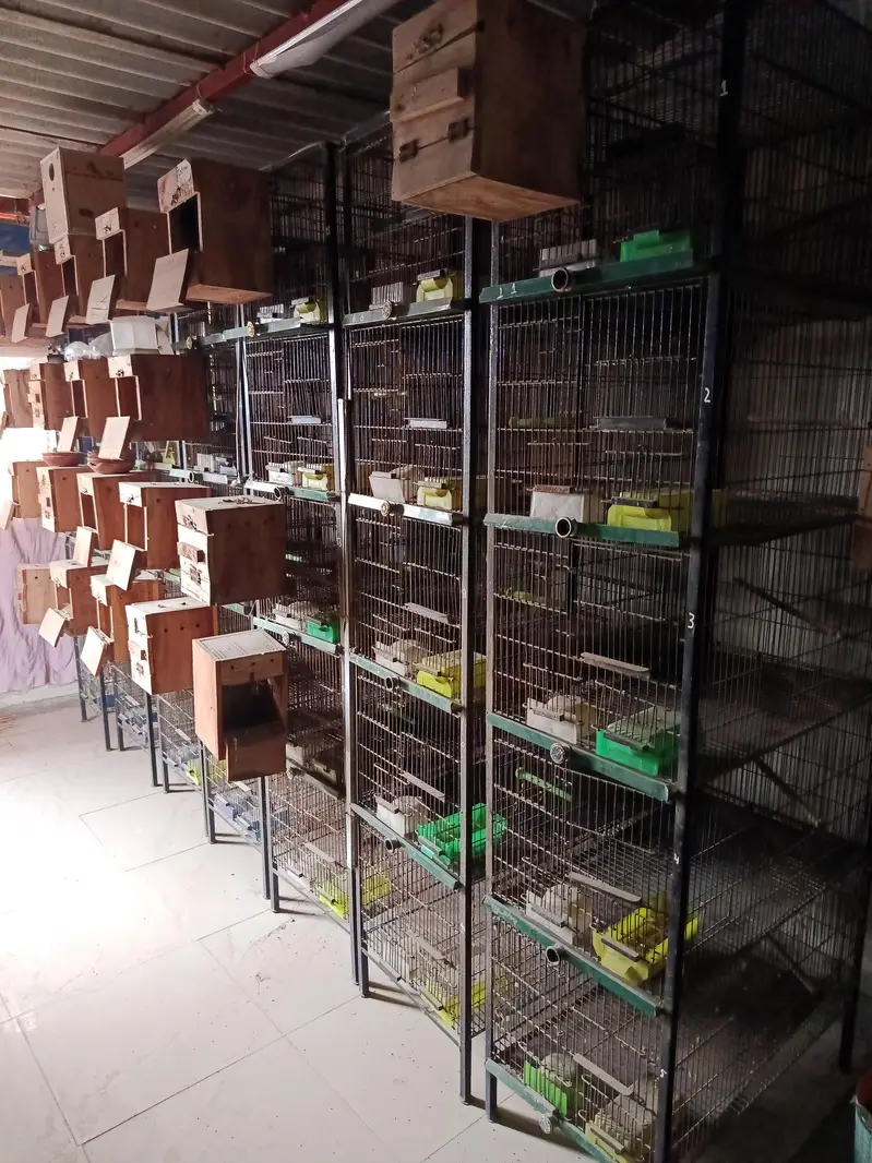 Birds Cages — photo 3