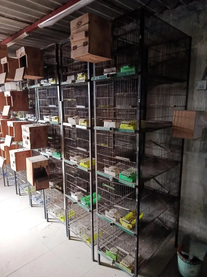 Birds Cages — photo 4