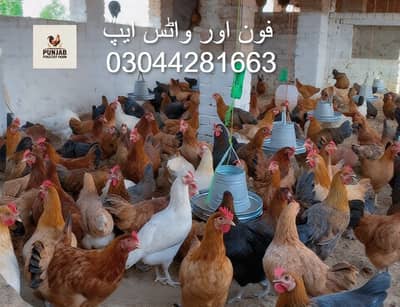 golden  misri | desi murghi | eggs laying hens |Ande wali murgi |hen