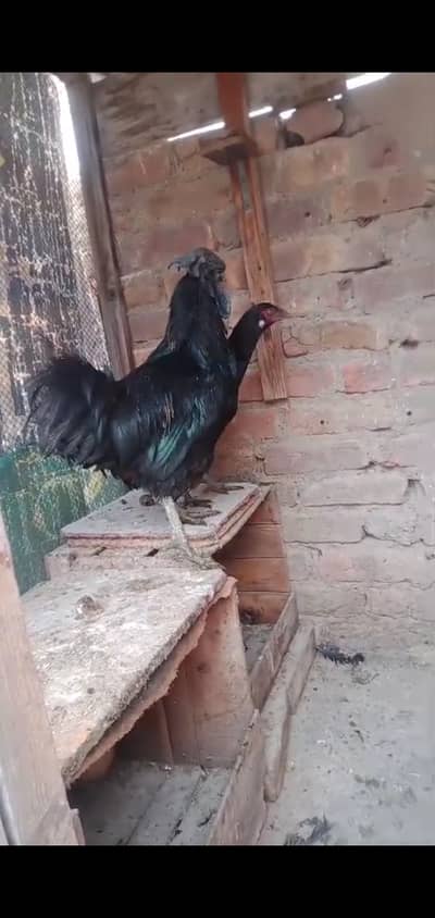 Ayam Cymani Male for Sales