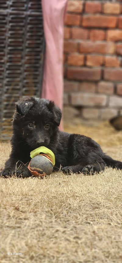 Black Shepherd Long coat male puppy