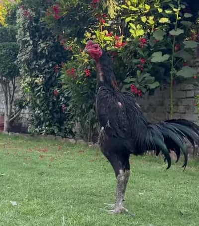 Thai murga h for sale