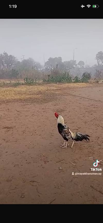 Mian wali aseel jawa