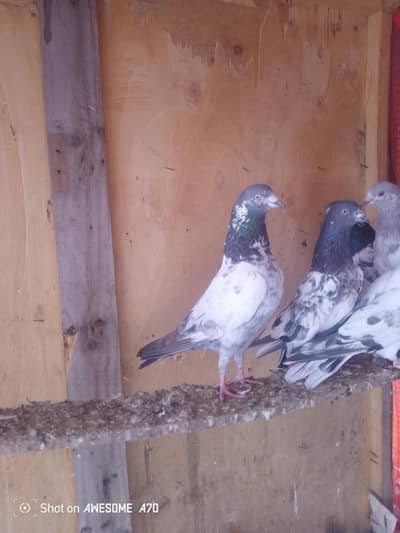 bahut acche pravadi pahle Hain