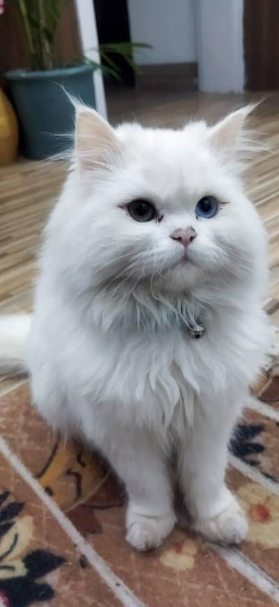 Doll Face Persian Cat