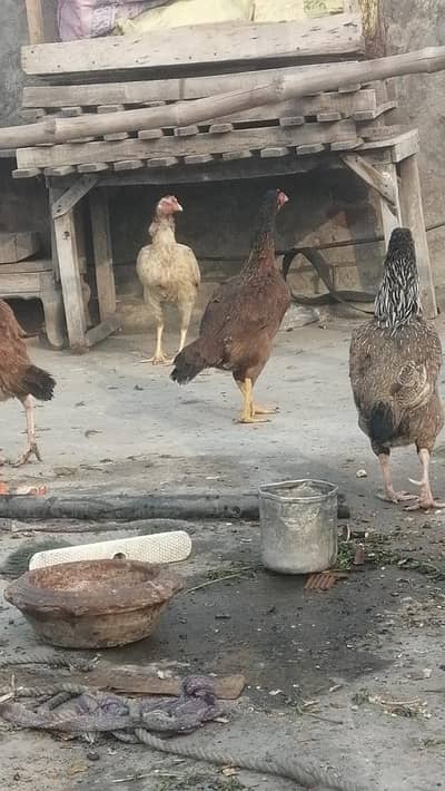 high quality aseel mugri and murgiyanAseel hens top quality madiyan