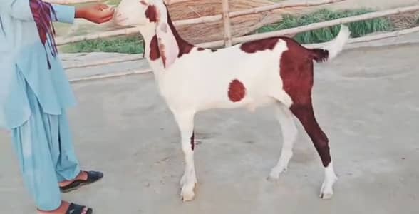 Bakra urgent sale call me 03460423873