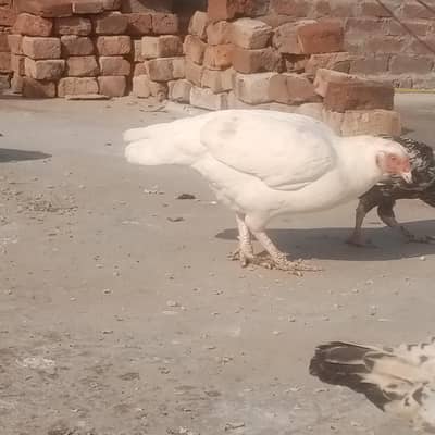 acha patha ha gis bahi ko chia ho rabta kar Sakta ha