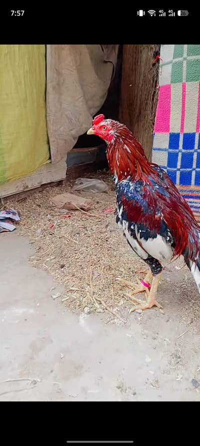 Adnan Aseel 03076748257 with tpni