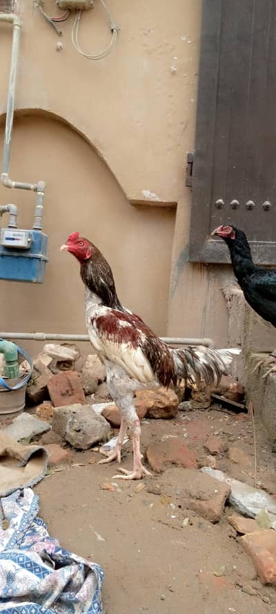 bhot payara ptha ha jis bhi ny lyna ha vo rabta kary only 03155090521