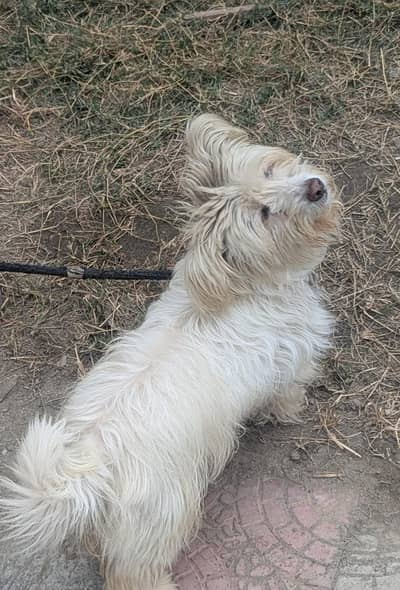 Maltese Cairn Terrier Male for sale