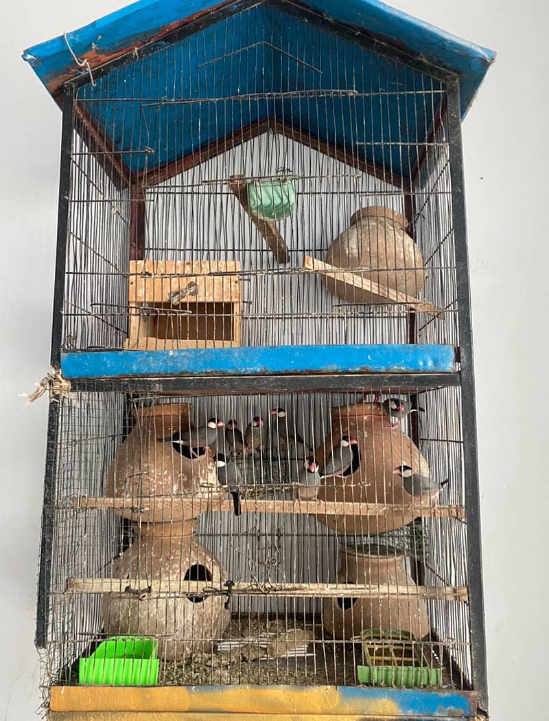 Java breeding pairs with 2 portion cage 0