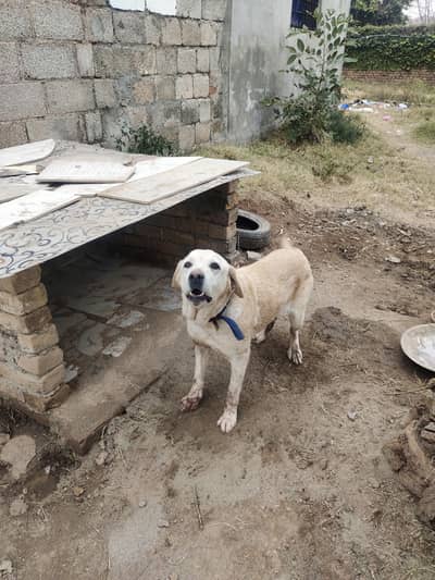 non pedigree labrador dog pure