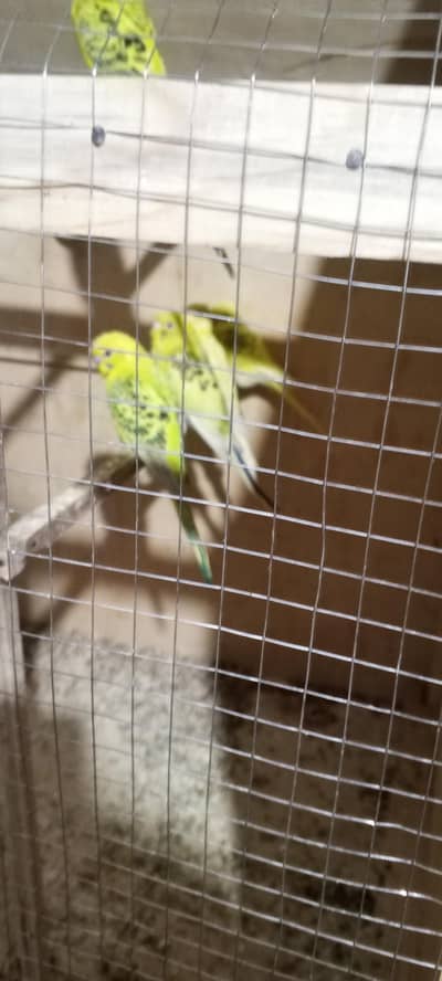 tcb leman home breeder pair