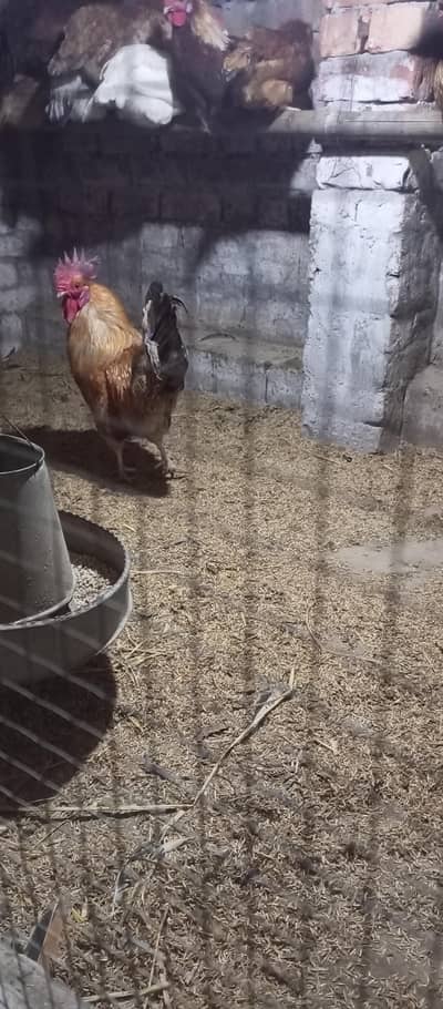 golden mesri egg laying hen