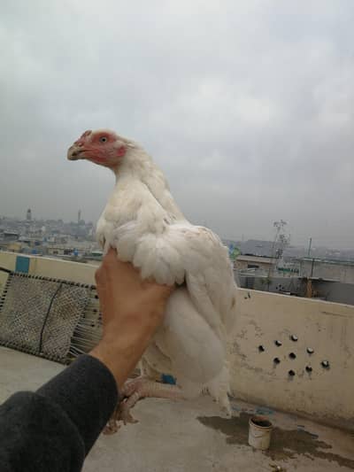 Hera Female for Sale