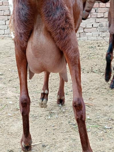 گبھن بکری فرسٹ ٹائمر ناگری نسل چار دانتشوق کیلئے اور دودھ کیلئے دس دن