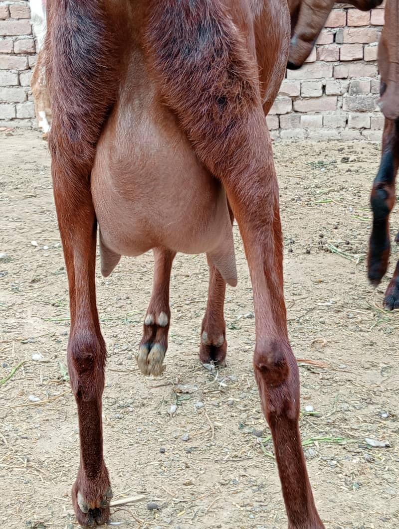 گبھن بکری فرسٹ ٹائمر ناگری نسل چار دانتشوق کیلئے اور دودھ کیلئے دس دن 0