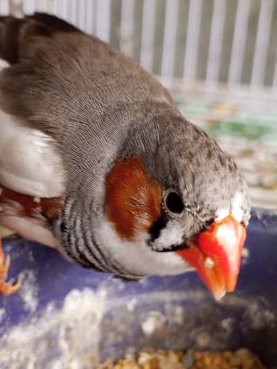 ZEBRA FINCHES PAIR FOR SALE