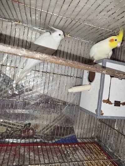 Breeder Cocktails + Breeder Australian Budgie King Size